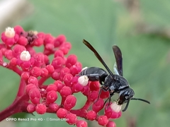 Allorhynchium argentatum