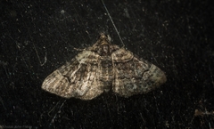 Eucymatoge peplodes