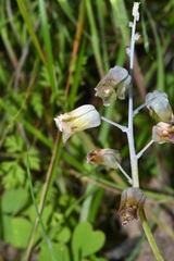 Lachenalia bolusii