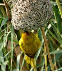 Ploceus subaureus subaureus