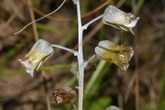 Lachenalia bolusii