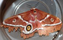 Gonimbrasia belina