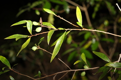 Persoonia iogyna