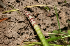 Lachenalia bolusii