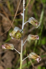 Lachenalia bolusii