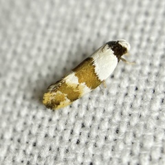 Euphiltra eroticella