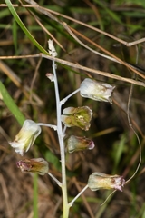 Lachenalia bolusii