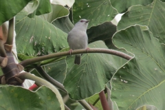 Conirostrum margaritae