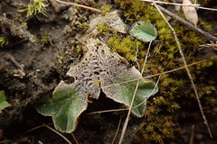 Riccia spongiosula