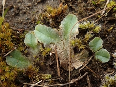 Riccia spongiosula