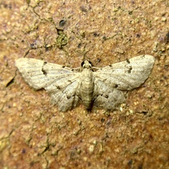 Gymnoscelis spodias