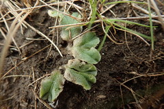 Riccia spongiosula
