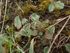 Riccia spongiosula