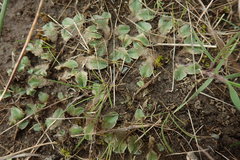 Riccia spongiosula
