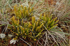 Carmichaelia corrugata