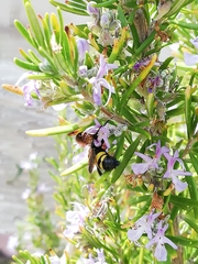 Scolia erythrocephala