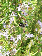 Scolia erythrocephala