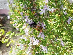 Scolia erythrocephala