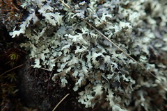 Xanthoparmelia substrigosa