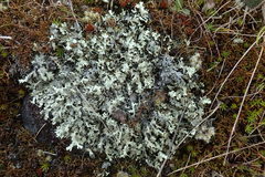 Xanthoparmelia substrigosa