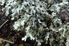 Xanthoparmelia substrigosa