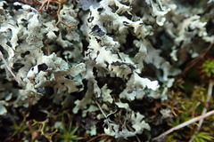 Xanthoparmelia substrigosa