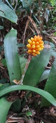 Aechmea comata
