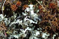 Xanthoparmelia substrigosa