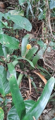 Aechmea comata