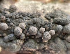 Annulohypoxylon annulatum