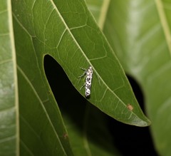 Yponomeuta pustulellus