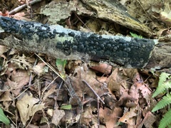 Annulohypoxylon annulatum