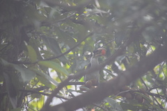 Ocyceros gingalensis