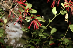 Benthamina alyxifolia