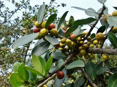 Ficus natalensis natalensis