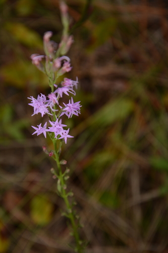 Image of Liatris pauciflora by (c) Siddarth Machado, some rights reserved (CC BY)