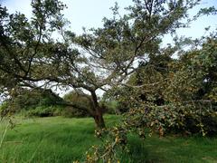Ficus natalensis natalensis