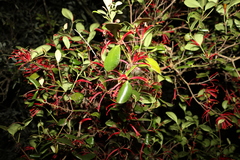 Benthamina alyxifolia