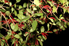 Benthamina alyxifolia