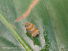 Lophopinae