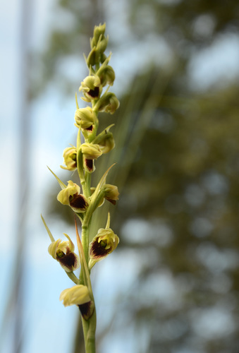 Image of Orthochilus ecristatus by (c) Siddarth Machado, some rights reserved (CC BY)