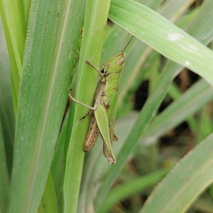 Dichromorpha prominula