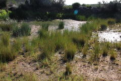 Eleocharis limosa