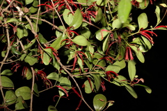 Benthamina alyxifolia