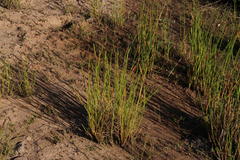 Eleocharis limosa