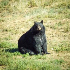 Ursus thibetanus