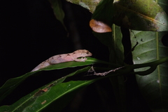Bavayia sauvagii