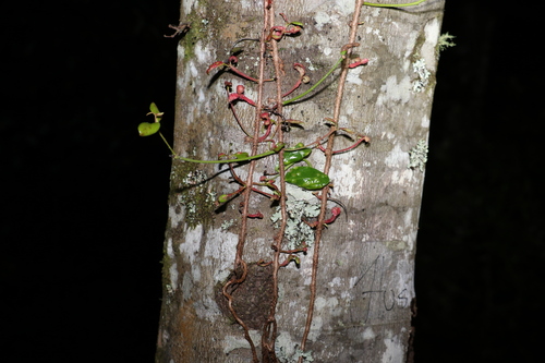 Image of Benthamina alyxifolia by (c) Greg Tasney, some rights reserved (CC BY-SA)