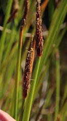 Eleocharis limosa
