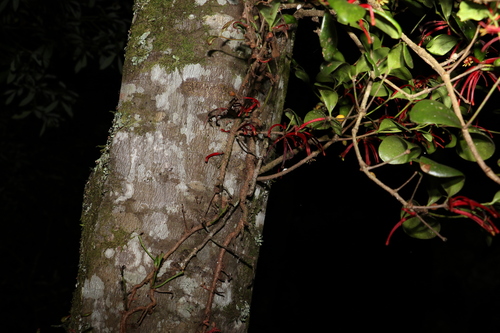 Image of Benthamina alyxifolia by (c) Greg Tasney, some rights reserved (CC BY-SA)